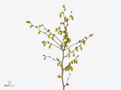 Corylopsis sinensis 'Cynthia'