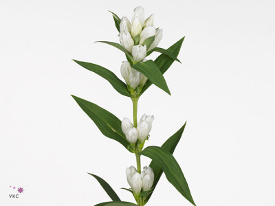 Gentiana White Sky