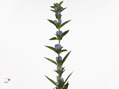 Gentiana Lavendel Sky