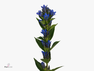 Gentiana 'Kagayaki'