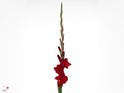 Gladiolus (Large-flowered Grp) 'Oscar'