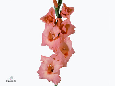 Gladiolus (Large-flowered Grp) 'Peter Pears'