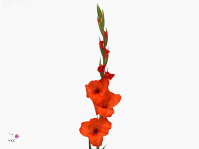 Gladiolus (Large-flowered Grp) 'Hunting Song'