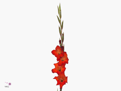 Gladiolus primulinus 'Atom'