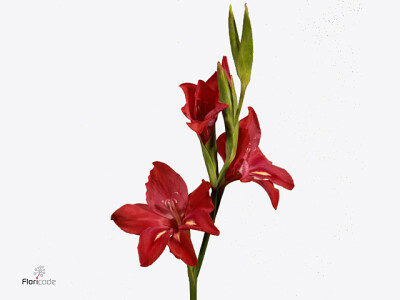 Gladiolus ramosus 'Robinetta'