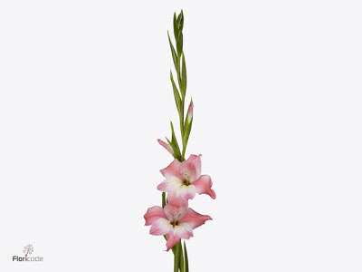 Gladiolus tubergenii 'Charming Beauty'