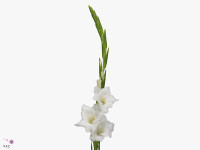 Gladiolus (Large-flowered Grp) 'Amsterdam'