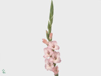 Gladiolus (Large-flowered Grp) 'Advantage'