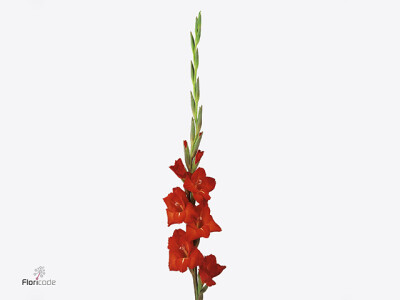 Gladiolus (Large-flowered Grp) 'Chinon'