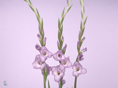 Gladiolus (Large-flowered Grp) 'Ballino'