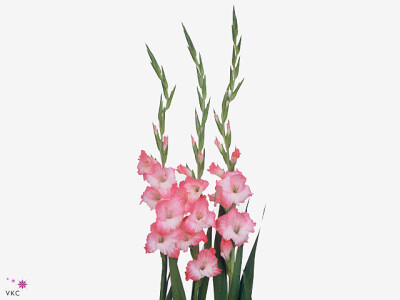 Gladiolus (Large-flowered Grp) 'Pink Lady'