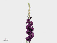 Gladiolus (Large-flowered Grp) 'Purple Flora'