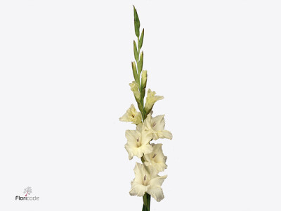 Gladiolus (Large-flowered Grp) 'Ivory Priscilla'