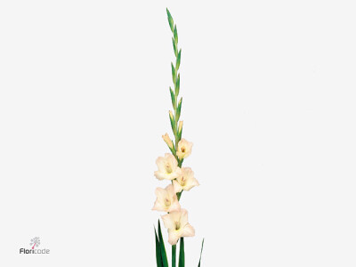 Gladiolus (Large-flowered Grp) Mon Cher