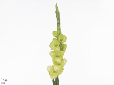 Gladiolus (Large-flowered Grp) 'Green Star'