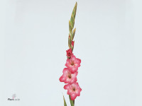 Gladiolus (Large-flowered Grp) 'Cantate'