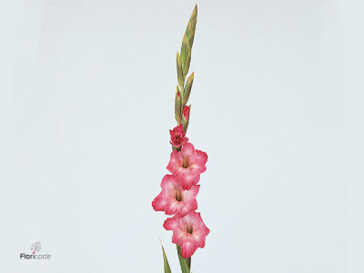 Gladiolus (Large-flowered Grp) 'Cantate'