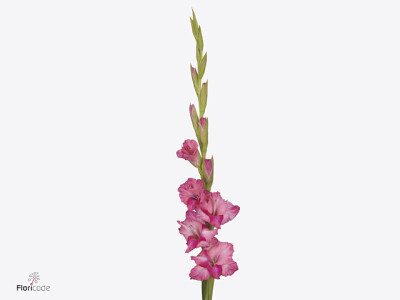 Gladiolus (Small-flowered Grp) Gladdies Kelly