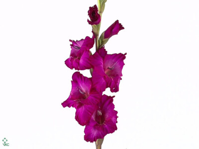 Gladiolus (Large-flowered Grp) 'Astarte'