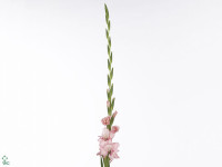 Gladiolus (Large-flowered Grp) 'Adrenalin'