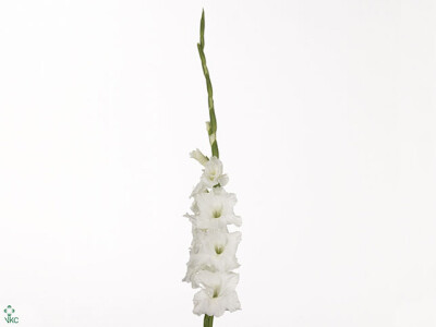 Gladiolus (Large-flowered Grp) 'Essential'