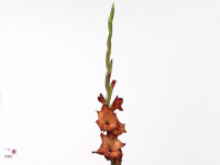 Gladiolus (Large-flowered Grp) 'Antica'