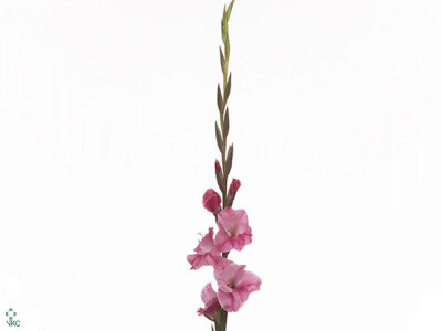 Gladiolus (Large-flowered Grp) 'Pink Event'