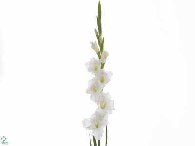 Gladiolus (Large-flowered Grp) 'Grand Prix'