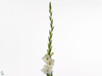 Gladiolus (Large-flowered Grp) 'Bangladesh'
