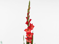 Gladiolus (Large-flowered Grp) 'Belladonna'