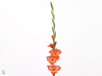 Gladiolus (Small-flowered Grp) 'Valda'