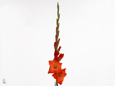 Gladiolus (Large-flowered Grp) 'Live Oak'