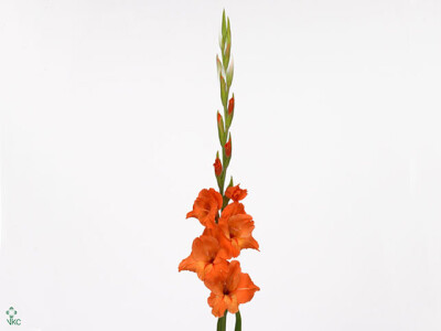 Gladiolus (Large-flowered Grp) 'Prince of Orange'