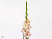 Gladiolus (Large-flowered Grp) 'Careless'