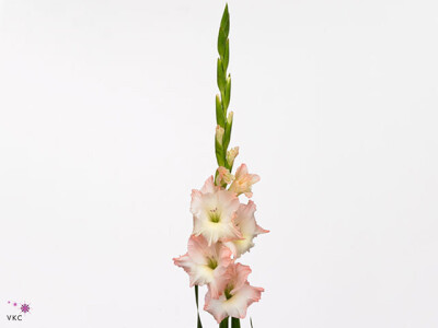 Gladiolus (Large-flowered Grp) 'Careless'