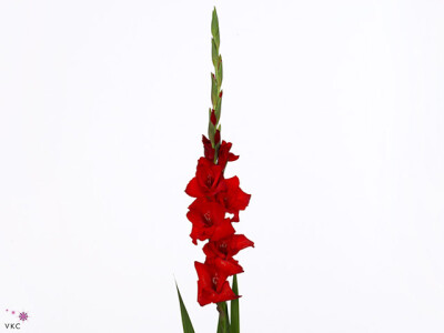Gladiolus (Large-flowered Grp) 'Red Balance'