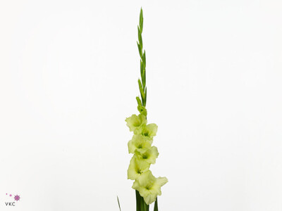 Gladiolus (Large-flowered Grp) 'Miss Green'