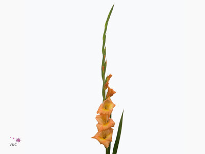 Gladiolus (Large-flowered Grp) 'Peche Melba'