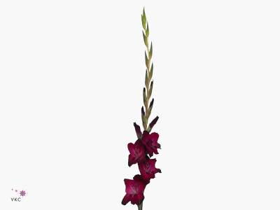 Gladiolus (Large-flowered Grp) 'Tavira'