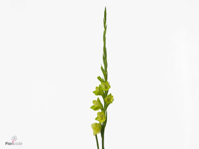 Gladiolus (Large-flowered Grp) 'Prima Verde'