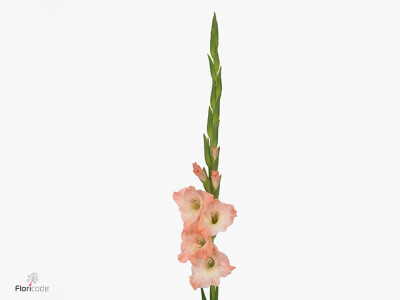 Gladiolus (Large-flowered Grp) 'Karma'