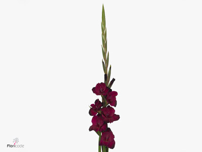 Gladiolus (Large-flowered Grp) 'Mahler'