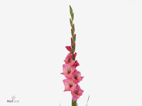 Gladiolus (Large-flowered Grp) 'Bartok'