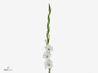 Gladiolus (Large-flowered Grp) 'Piet Möhlen'