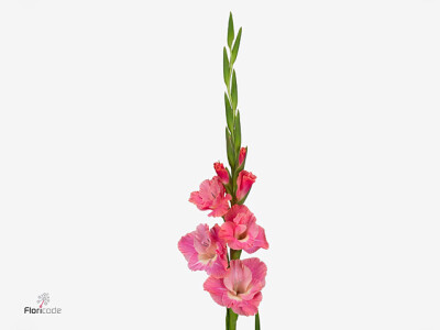 Gladiolus (Large-flowered Grp) 'Pink Parrot'