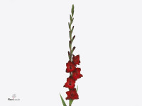 Gladiolus (Large-flowered Grp) 'At Night'