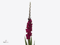 Gladiolus (Large-flowered Grp) 'Back Star'