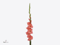 Gladiolus (Large-flowered Grp) 'Berlusconi'