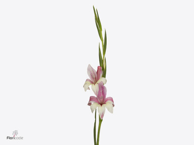 Gladiolus colvillii 'Galaxian'