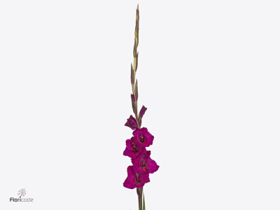 Gladiolus (Large-flowered Grp) 'Natan'